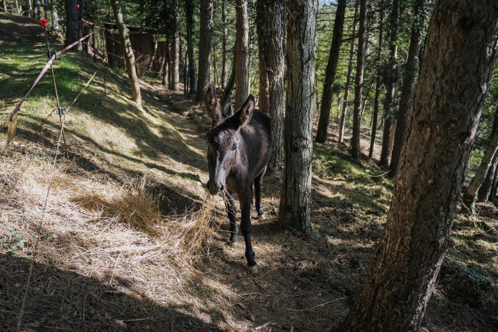 Agriturismo Casa Del Nonno Valfabbrica Екстер'єр фото